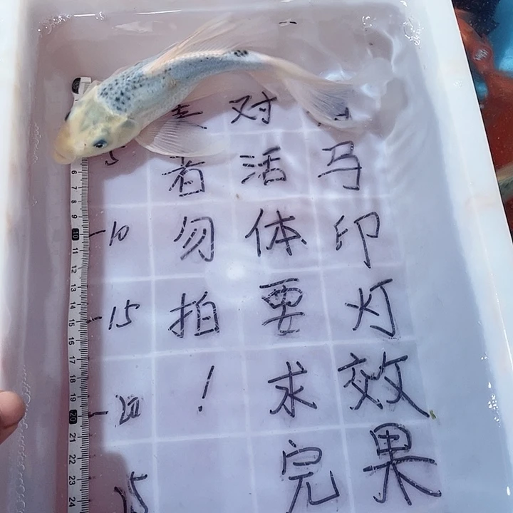 三***龙蝴蝶鲤鱼渔场直发45