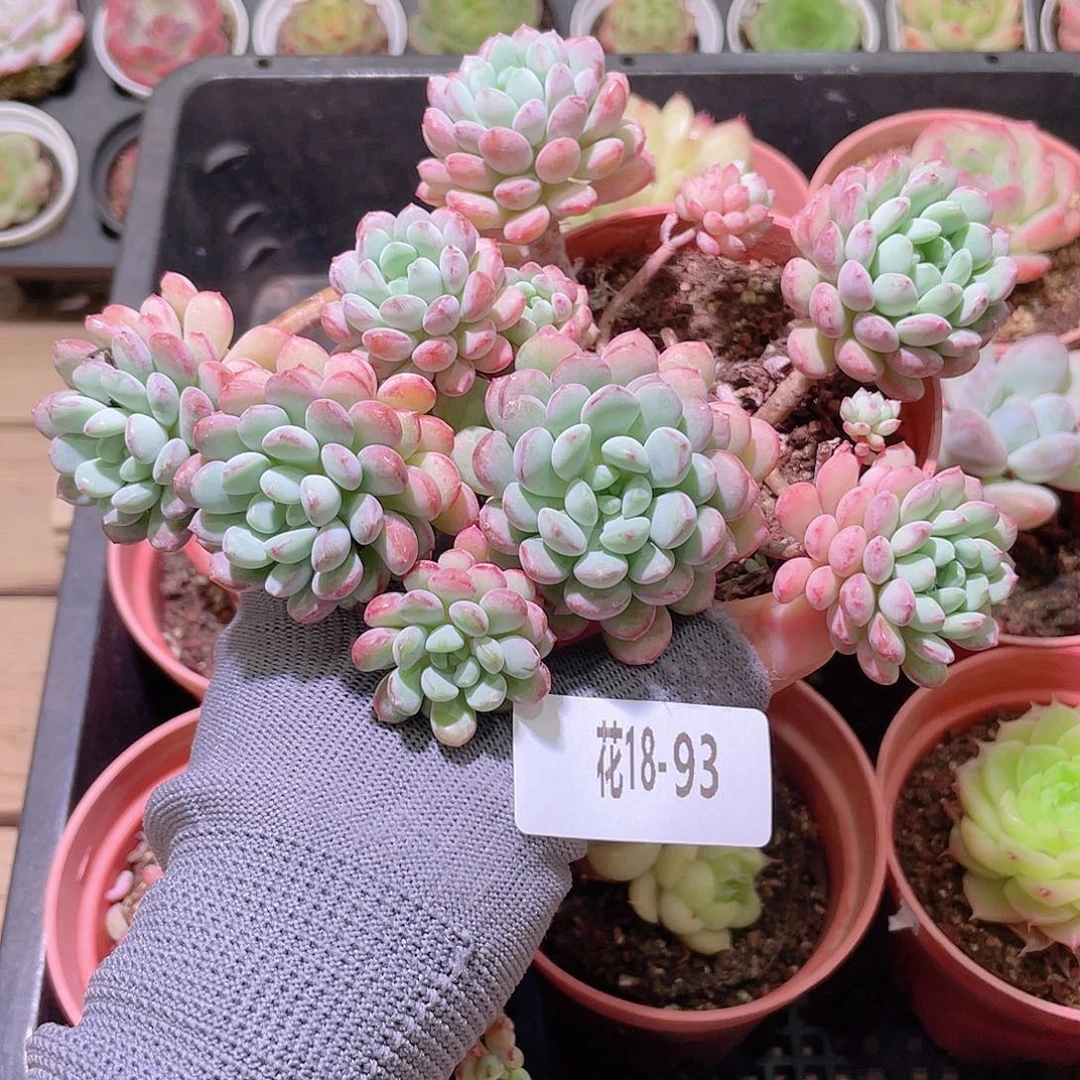 花利美18-93珍珠豆