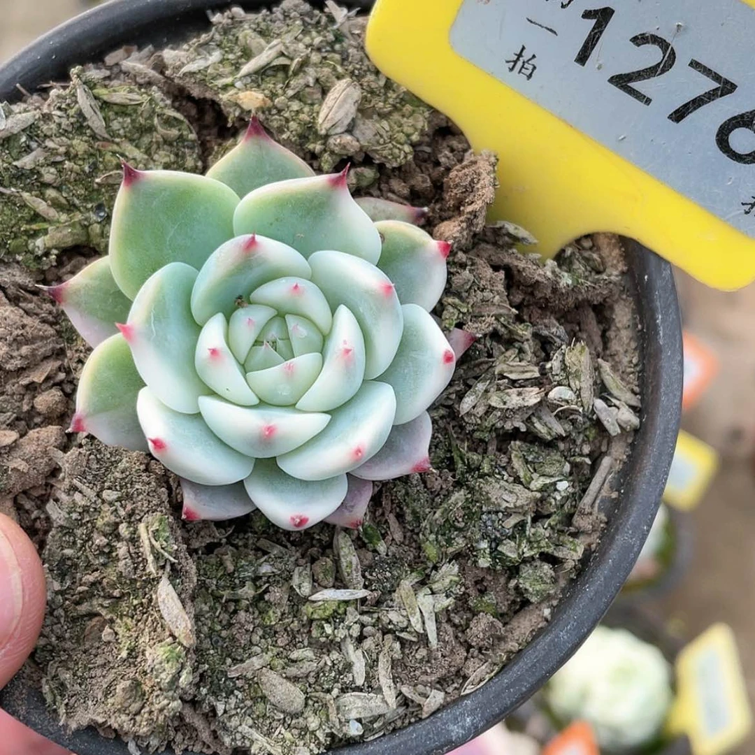 【闪购商品】1276号