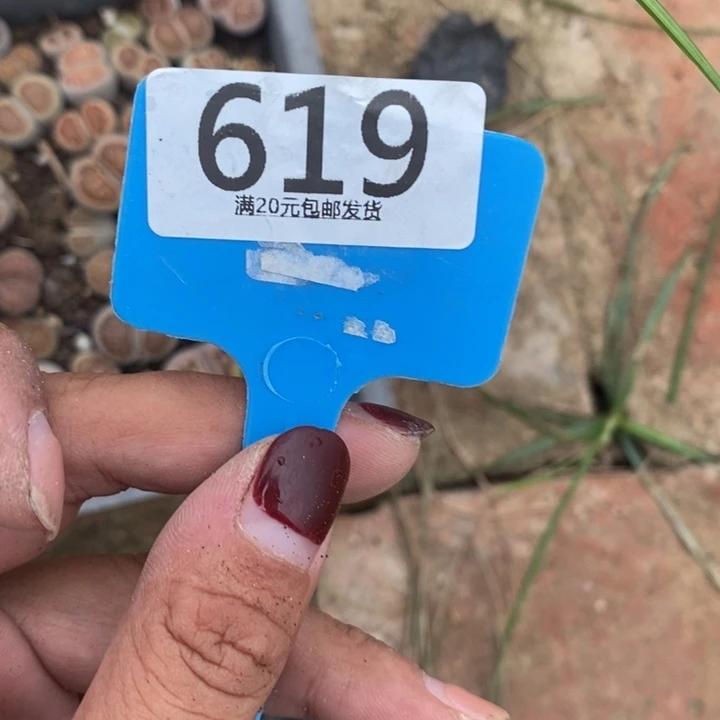 静***心生石花的季节到啦619