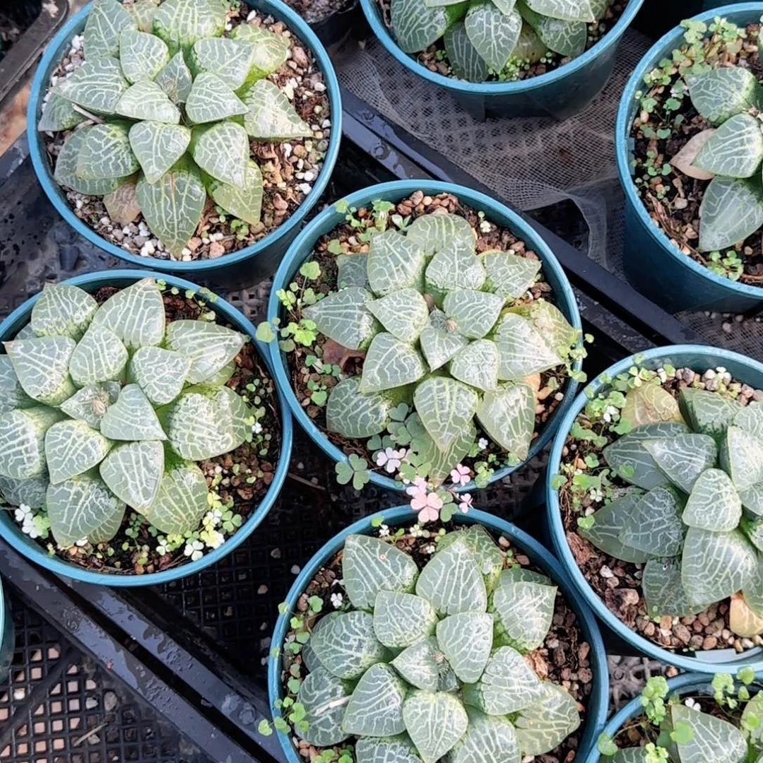 加仑盆康平玉露多肉植物一颗