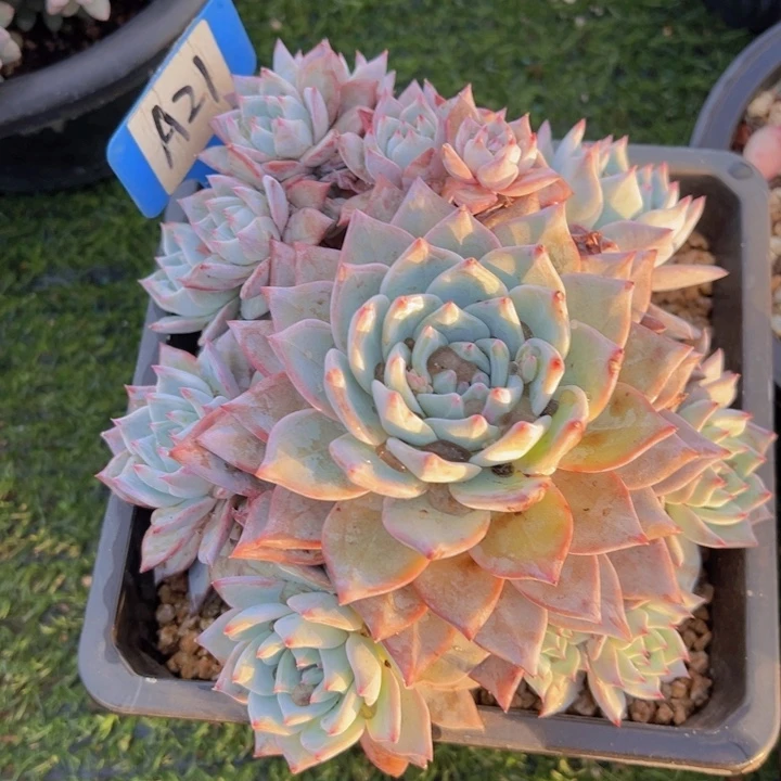 健健康康平平安安多肉植物