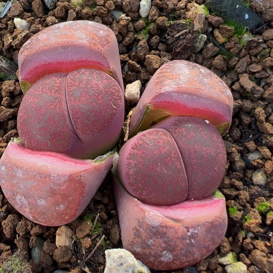 17多肉植物百科酒红紫薰