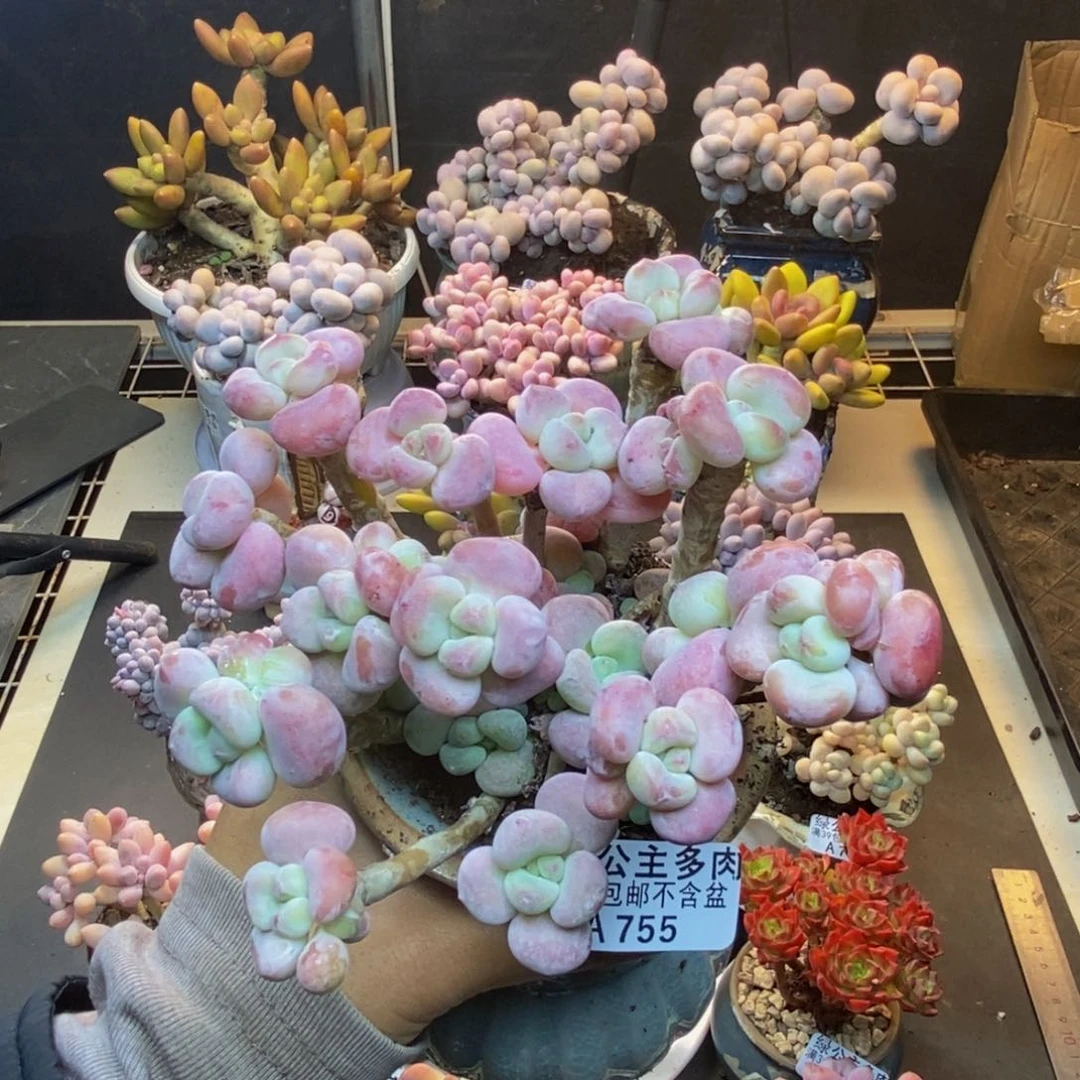 755腰子洛神多肉10cm