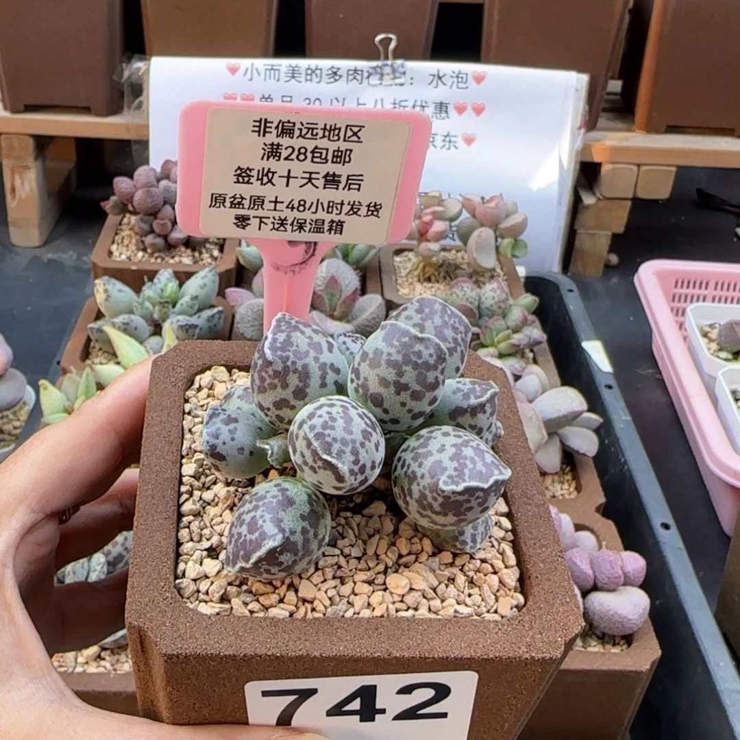 5***娘742达摩海豹多肉植物