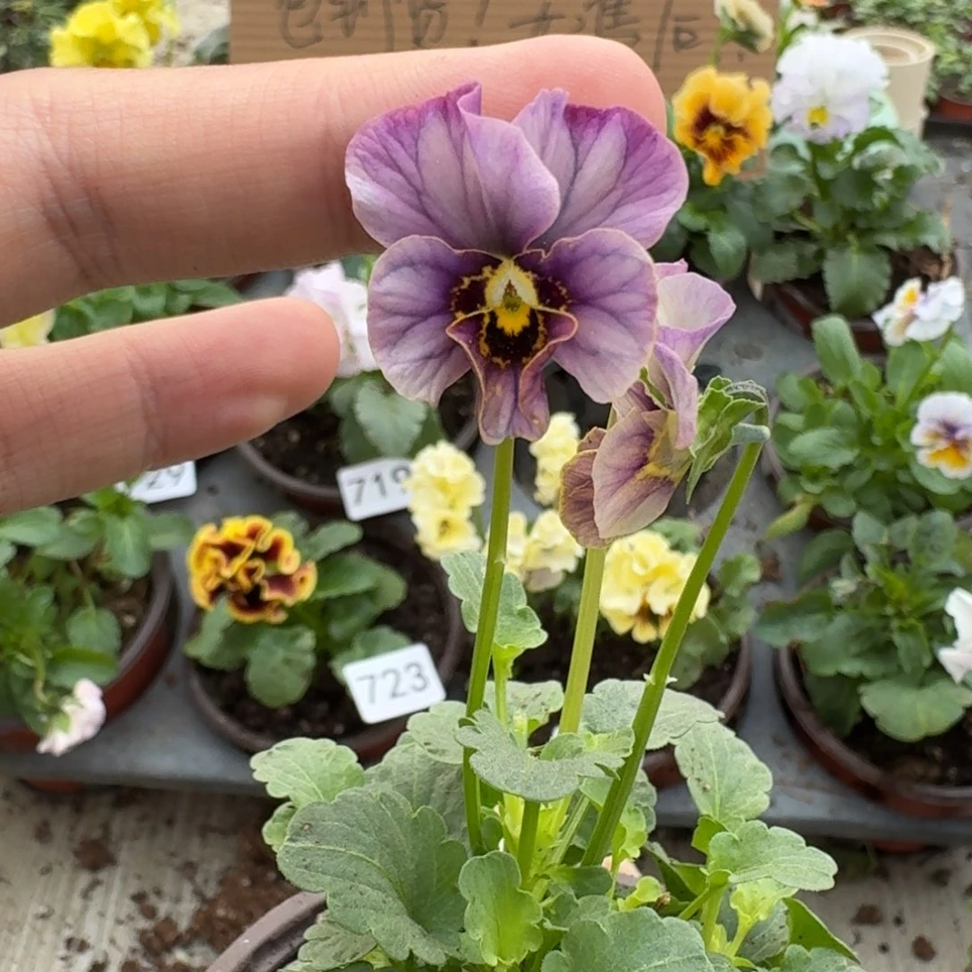 大部分花苞少量开放736