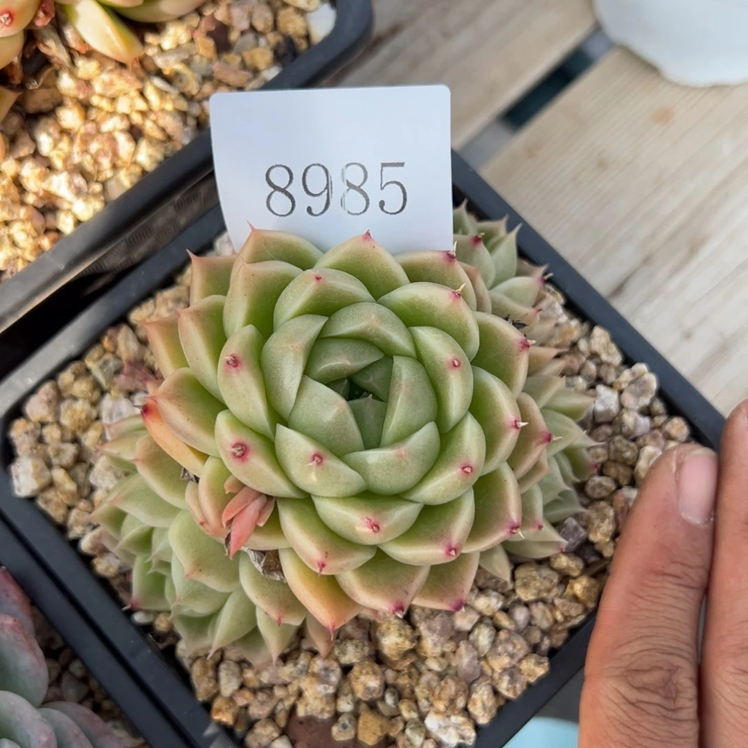 8985多肉多多多多多