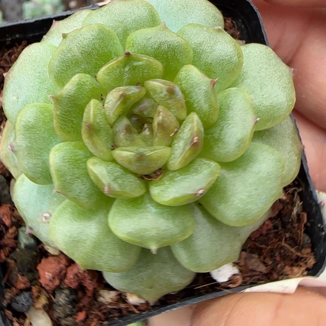 小卡拉米糖心一物一拍