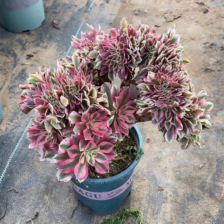 粉女巫缀多肉植物29