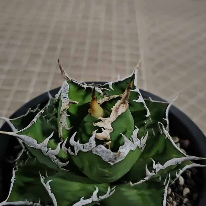 当前无花栽培后可以开花