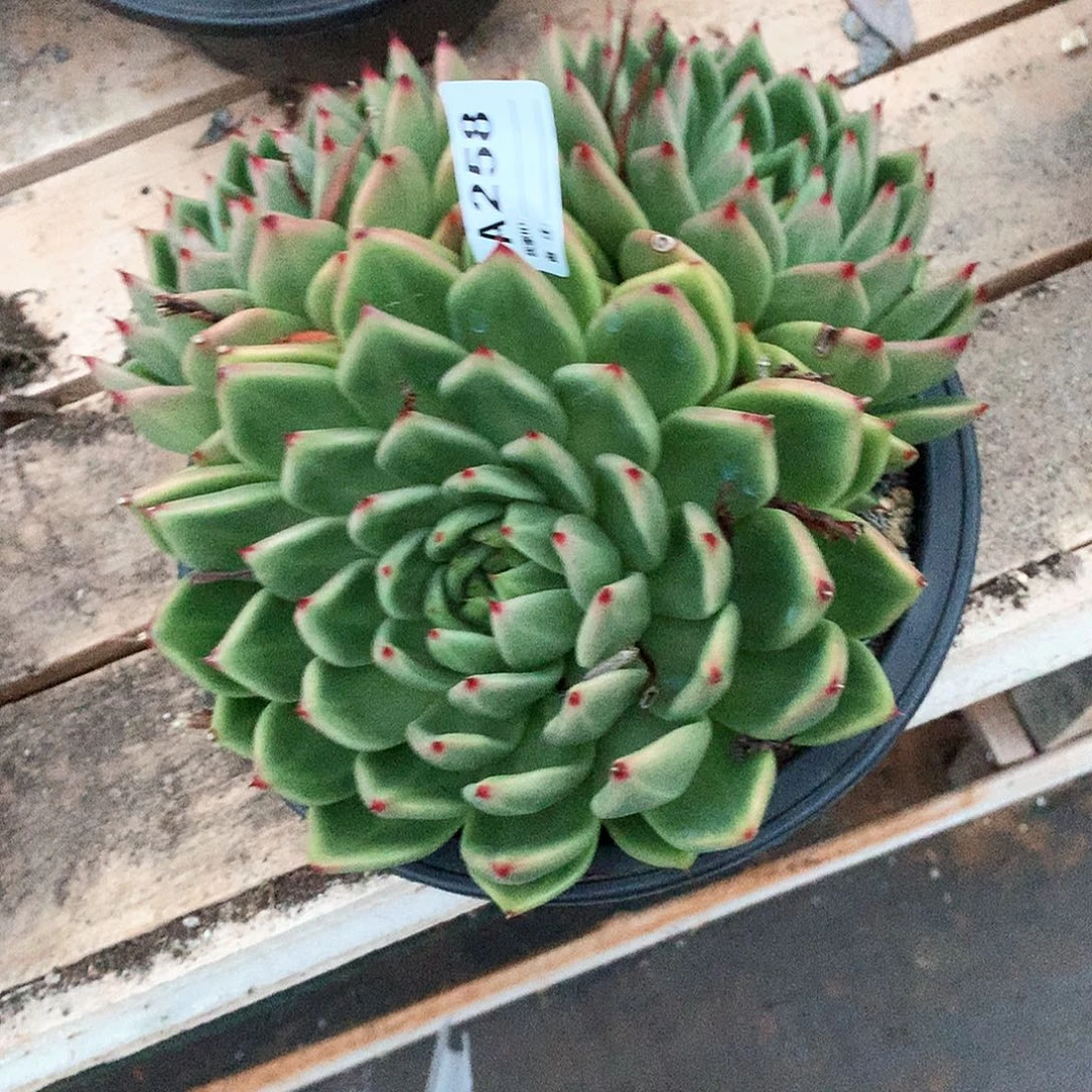 若茹东云单拍A258