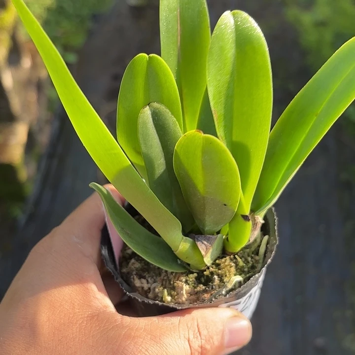 完全开放樱花舒罗