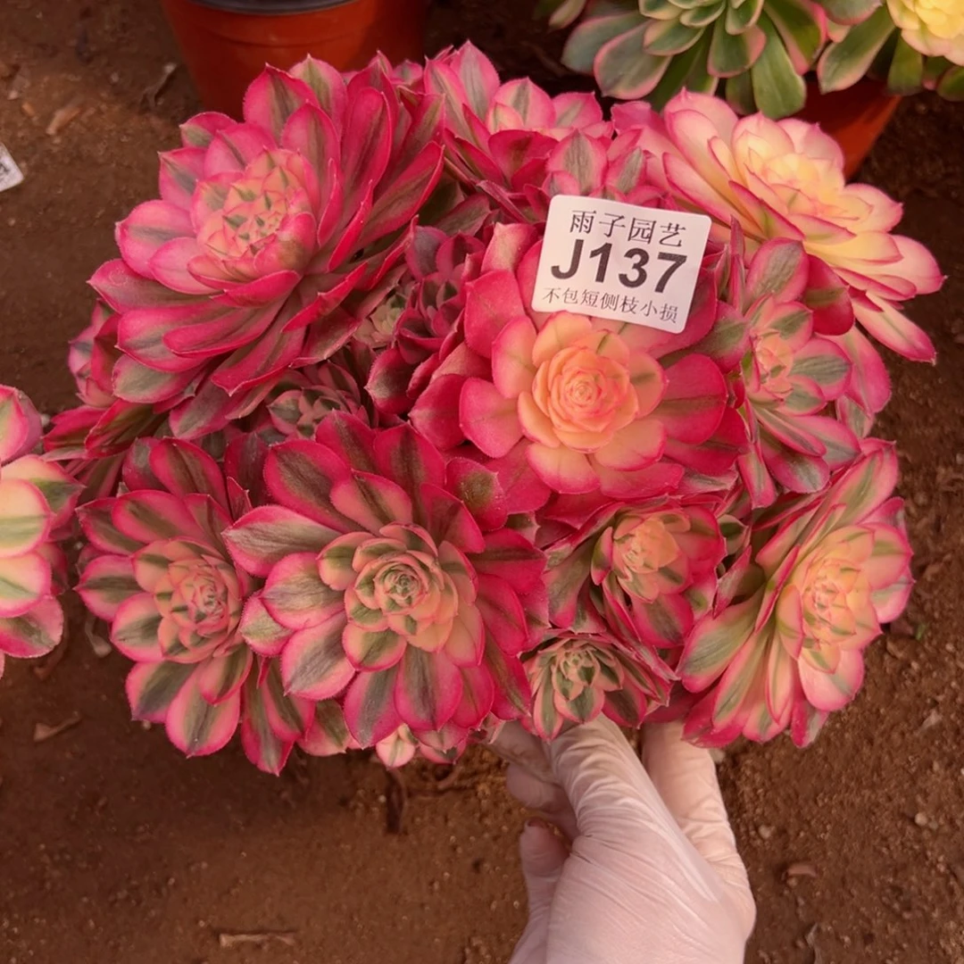 富****油137倾城尺寸28左右