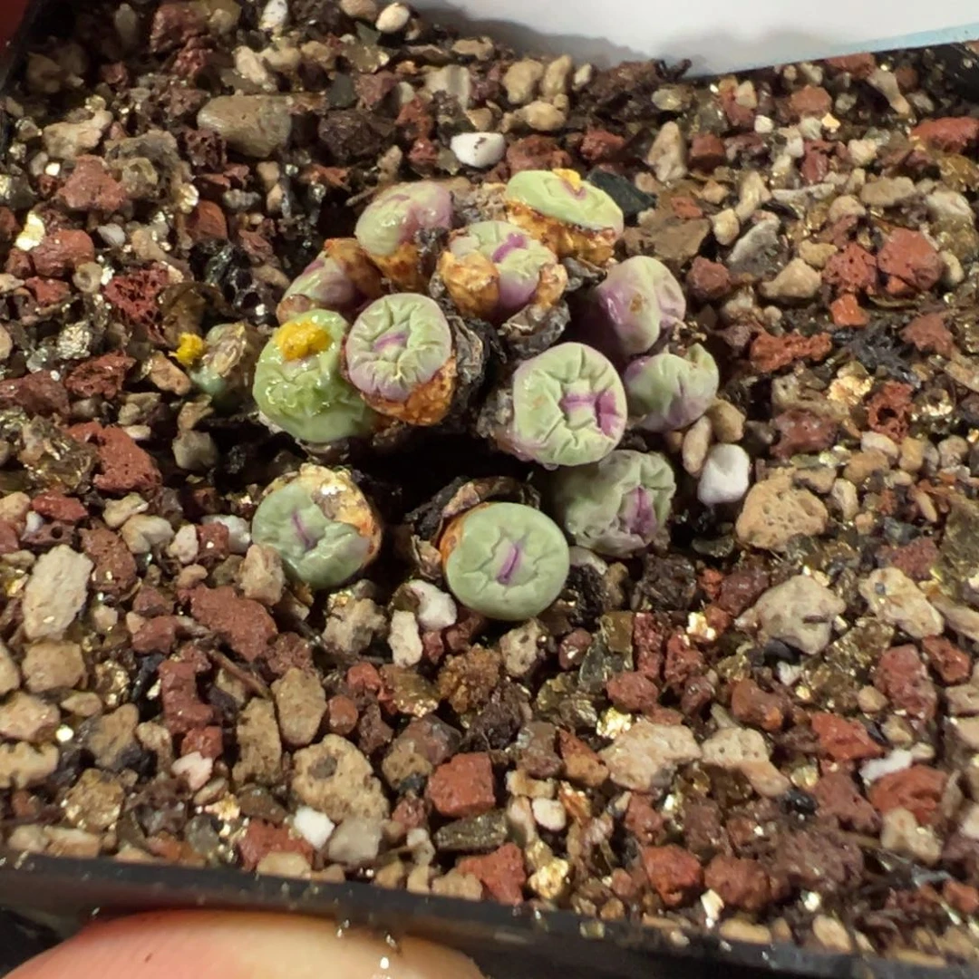 诗***16-130肉锥多肉植物，