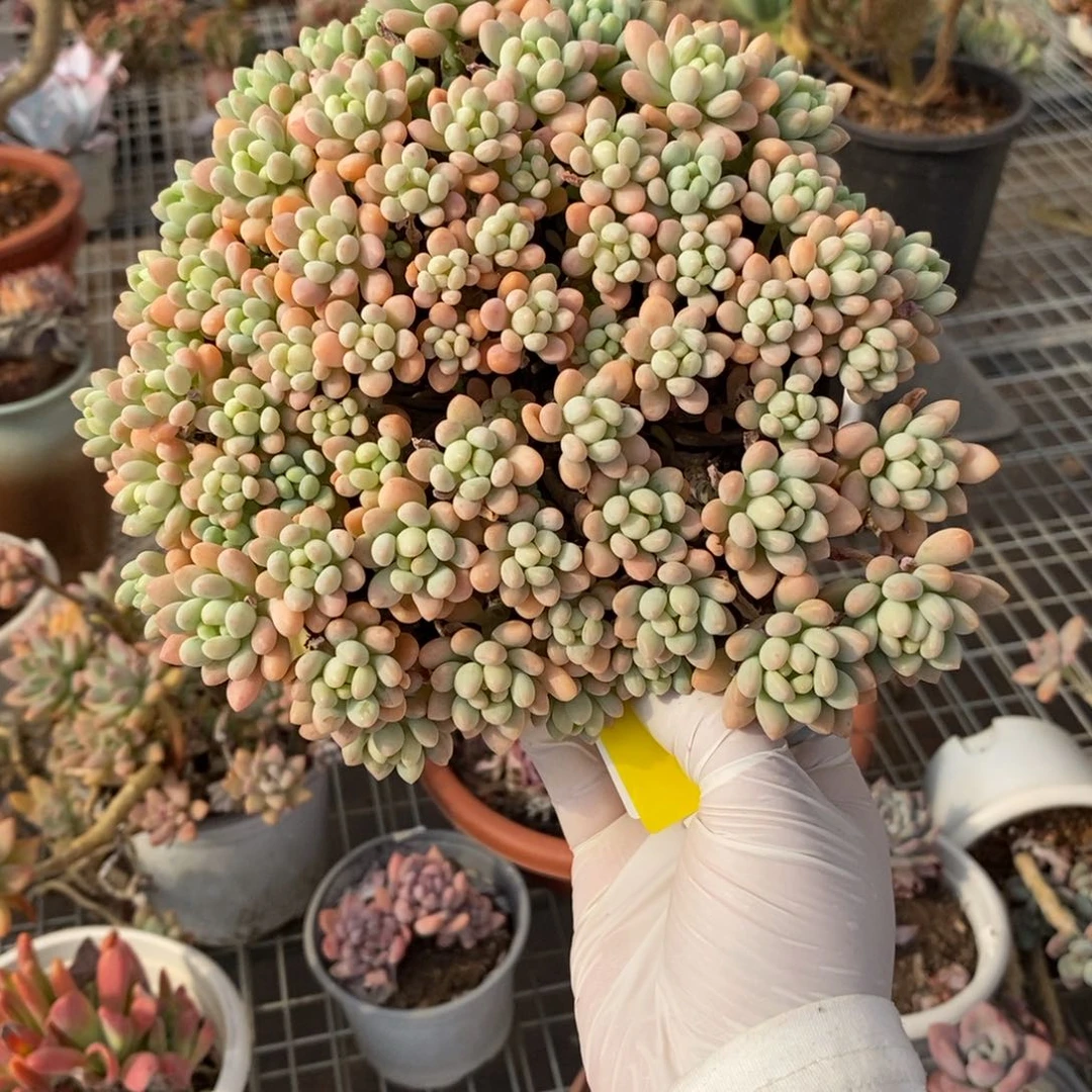 022洛可可一物一拍