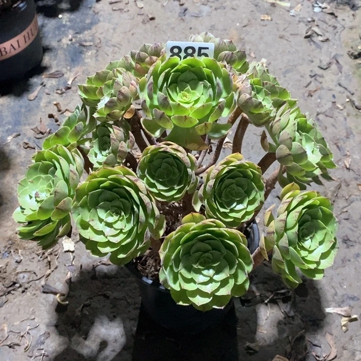 法师一物一拍885