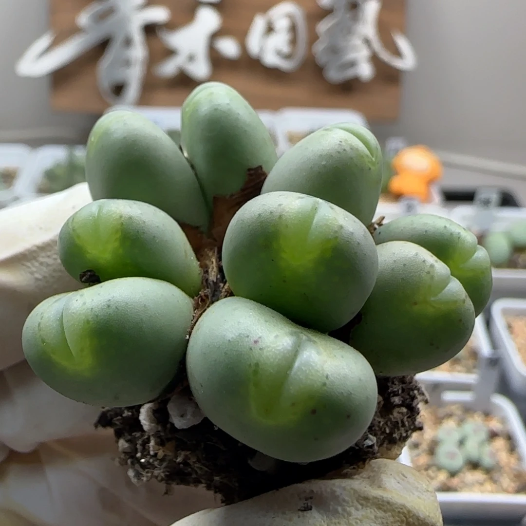 ****岚9-21当天满38包邮玻尿酸嘟嘟嘴拳拳