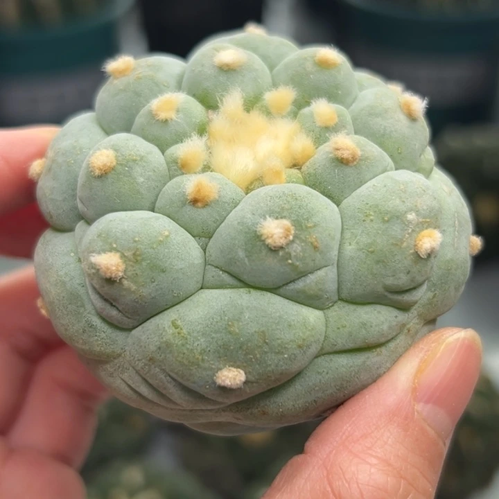 344 可帮发根可发货