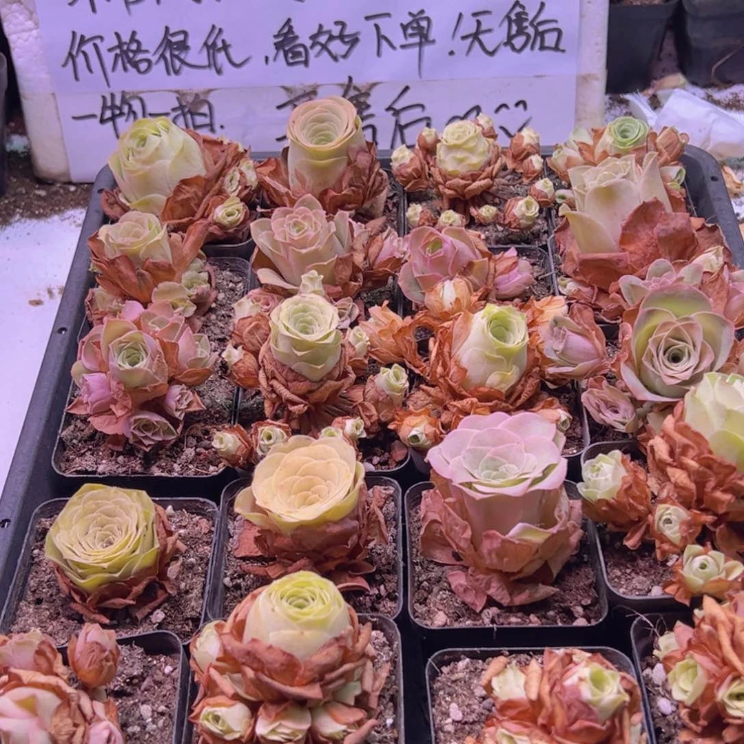 763 山地玫瑰一物一拍福利无售后