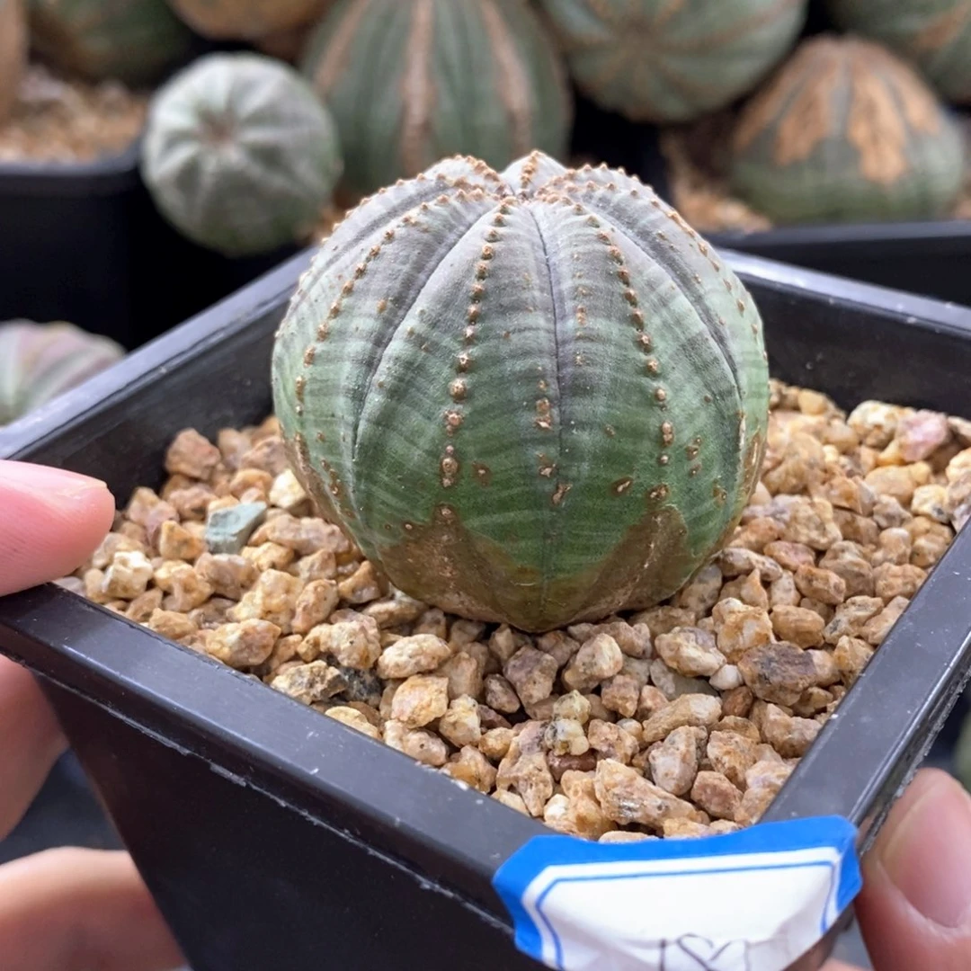 欧系实生布纹球多肉植物