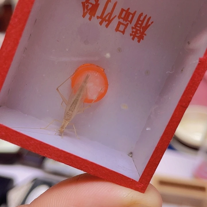 魔***叔随单补啊啊啊啊啊啊