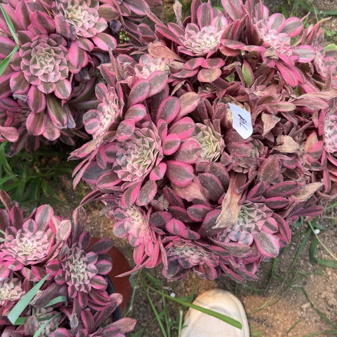 748粉铜多肉植物系