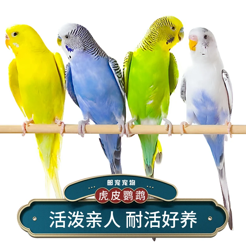 亲人虎皮鹦鹉宠物鸟观赏鸟可学说话可繁殖小鸟活体