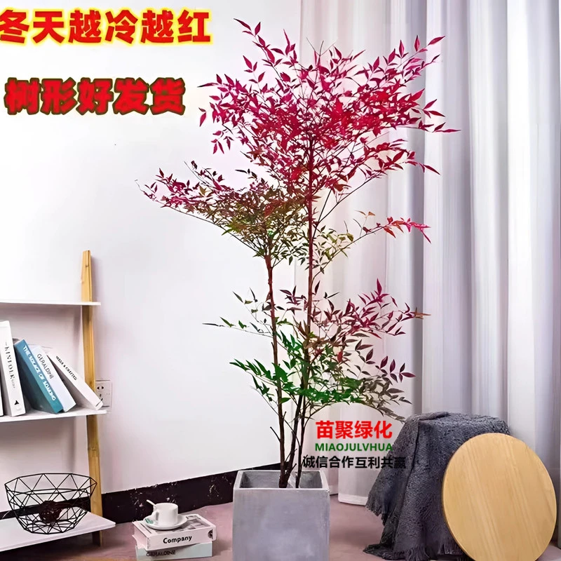 火焰南天竹红色多年生苗盆栽地栽红天竺花苗绿化植物红叶耐寒天竹