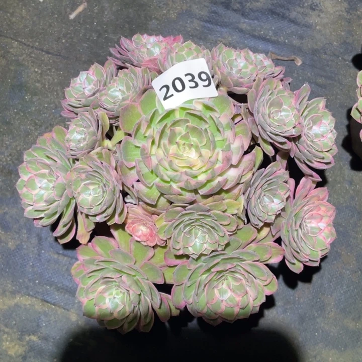 红花郎2039号多肉植物