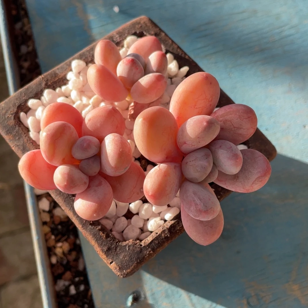 多肉植物盆栽多肉