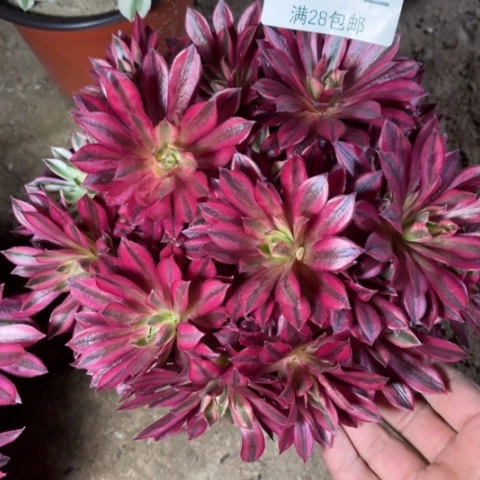 凤凰多肉多肉6272