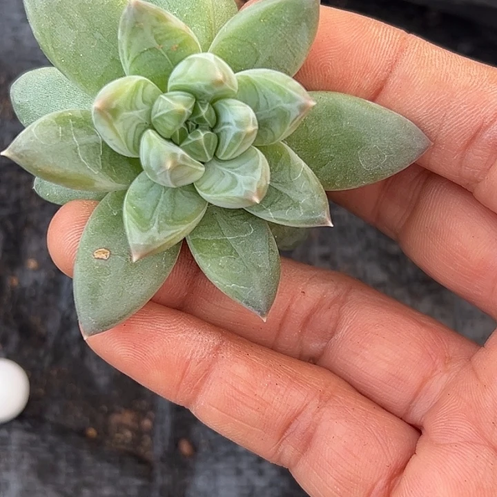 d***q雪戴利美人特价一一物一拍