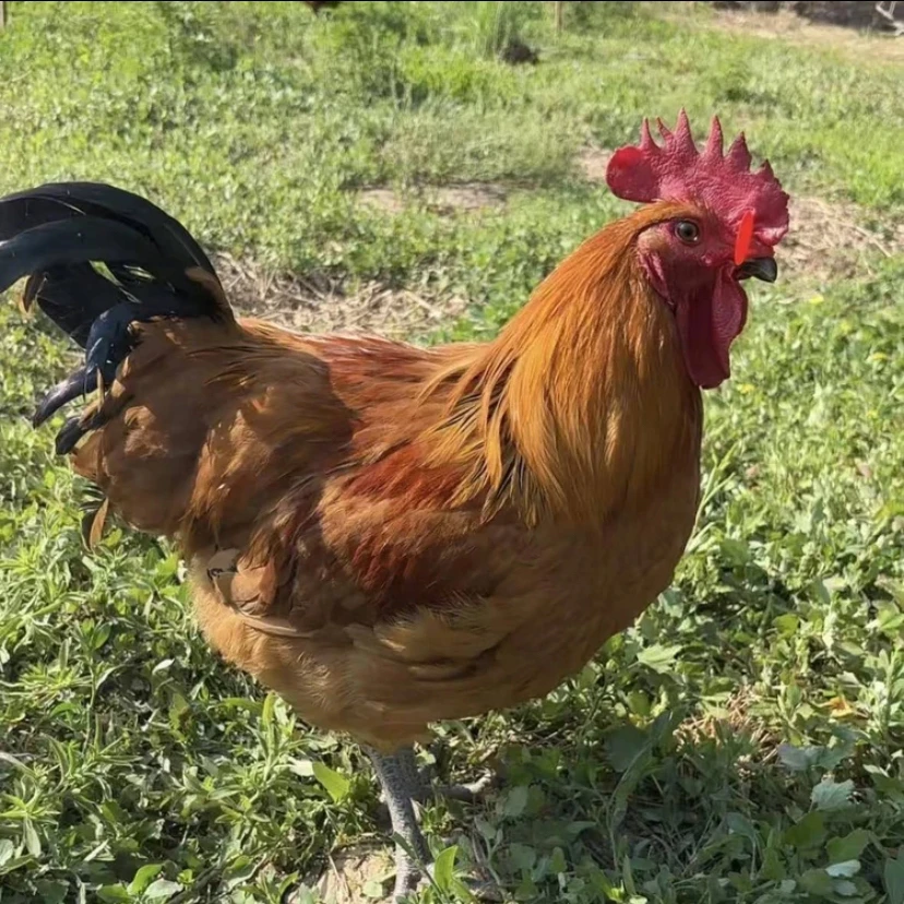 品牌青脚大公鸡    单只毛重均重8斤左右