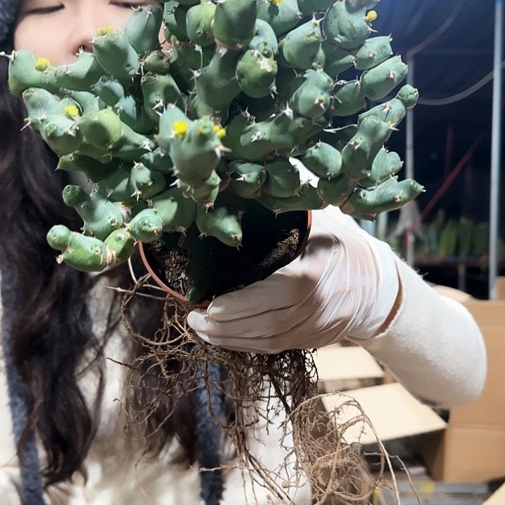 邱栖大戟1111111111