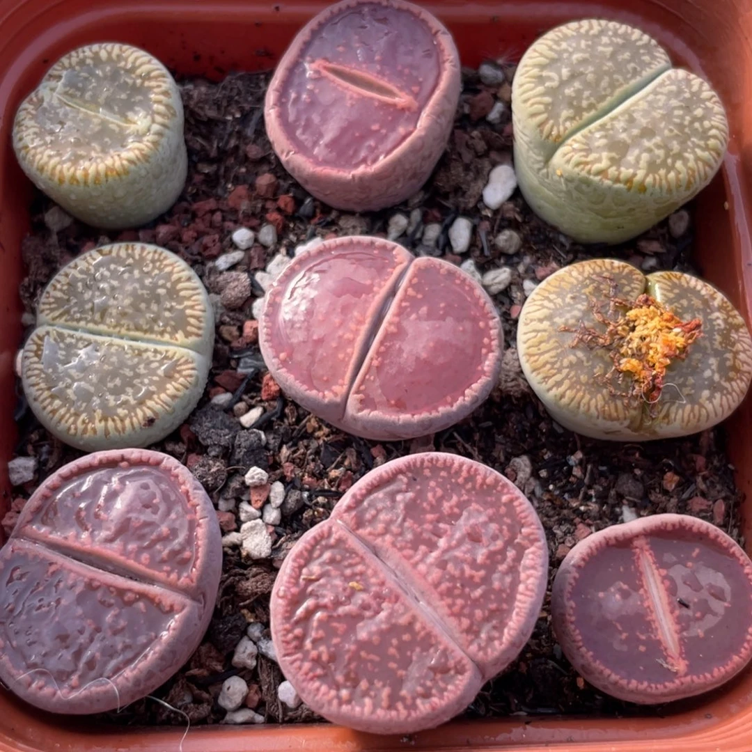 大盆特价更新一物一拍～28