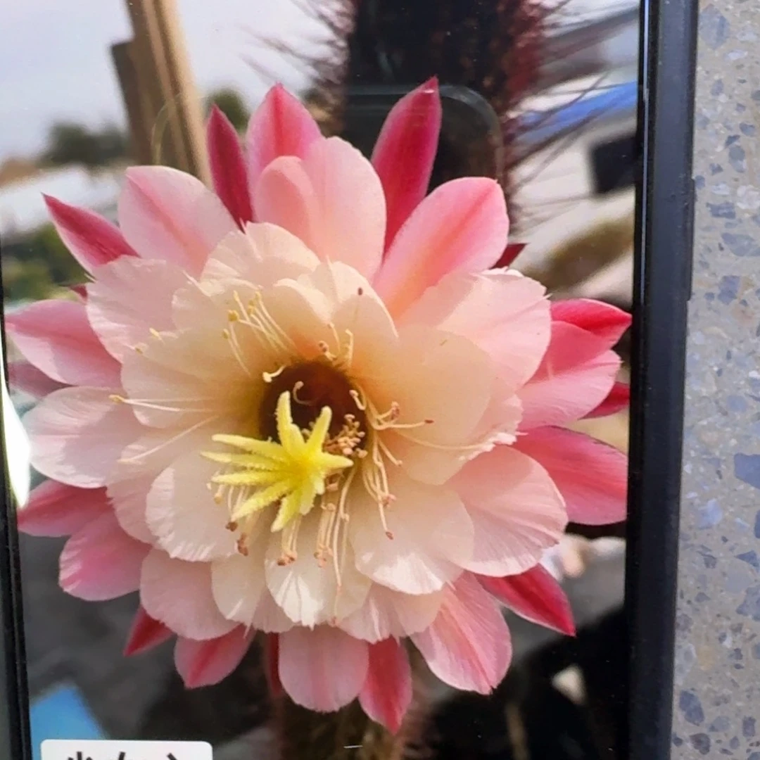 53金妞少女心歪4公分左右无根侧牙，20包邮