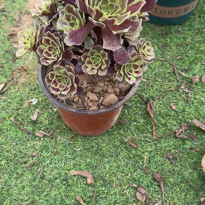 0765欧加利多肉植物