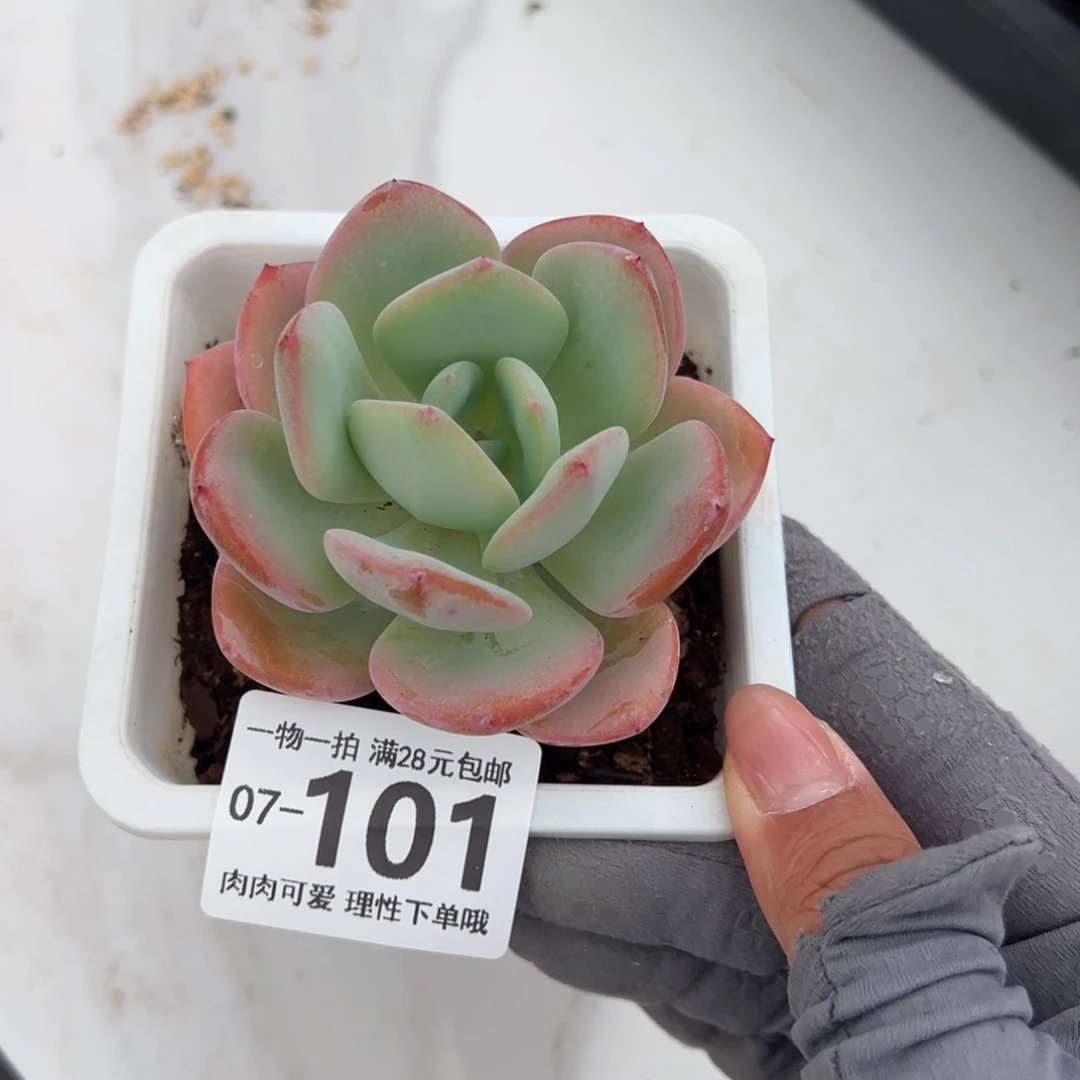 白月光多肉多肉多肉多肉多肉