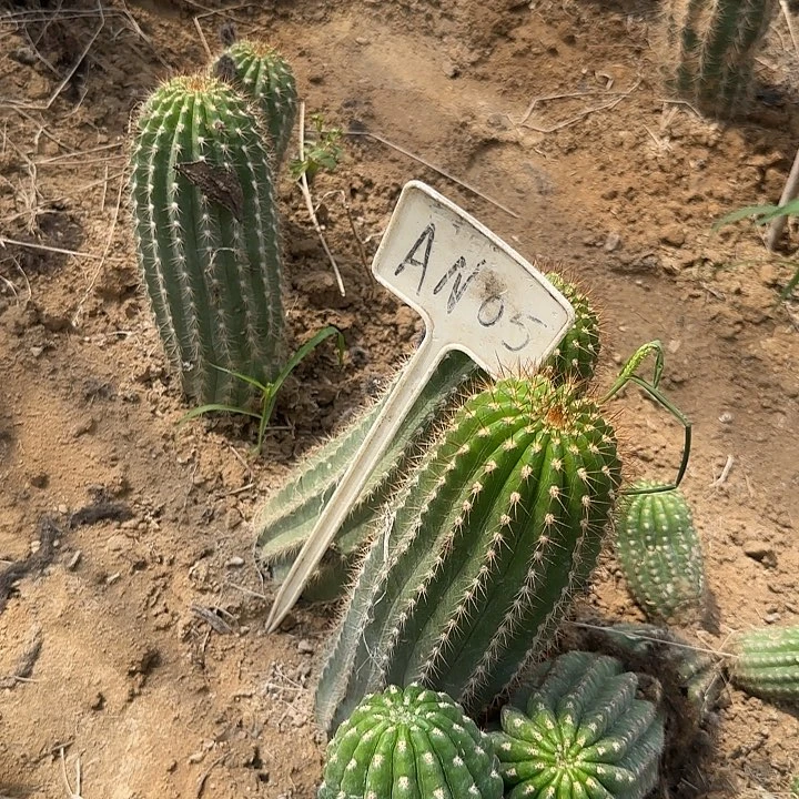 一***深荷兰金毛花柱35的an05