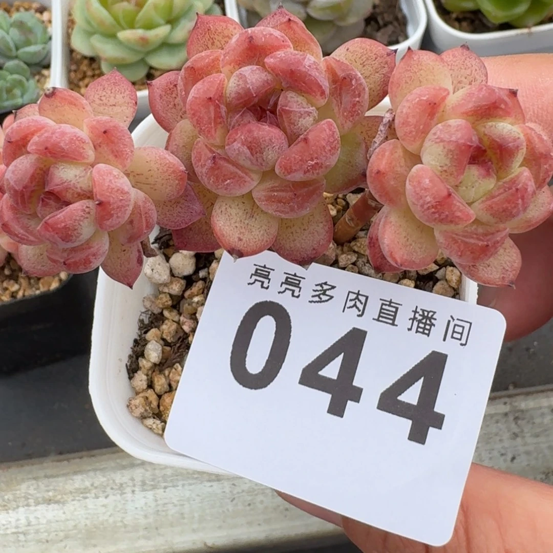 甜心长腿            精美多肉植物