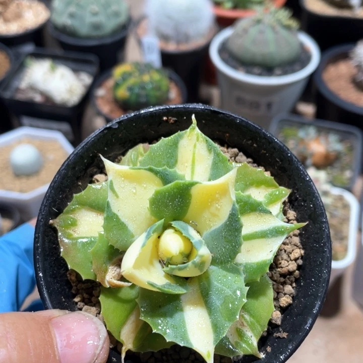 123处理黄中斑龙舌兰