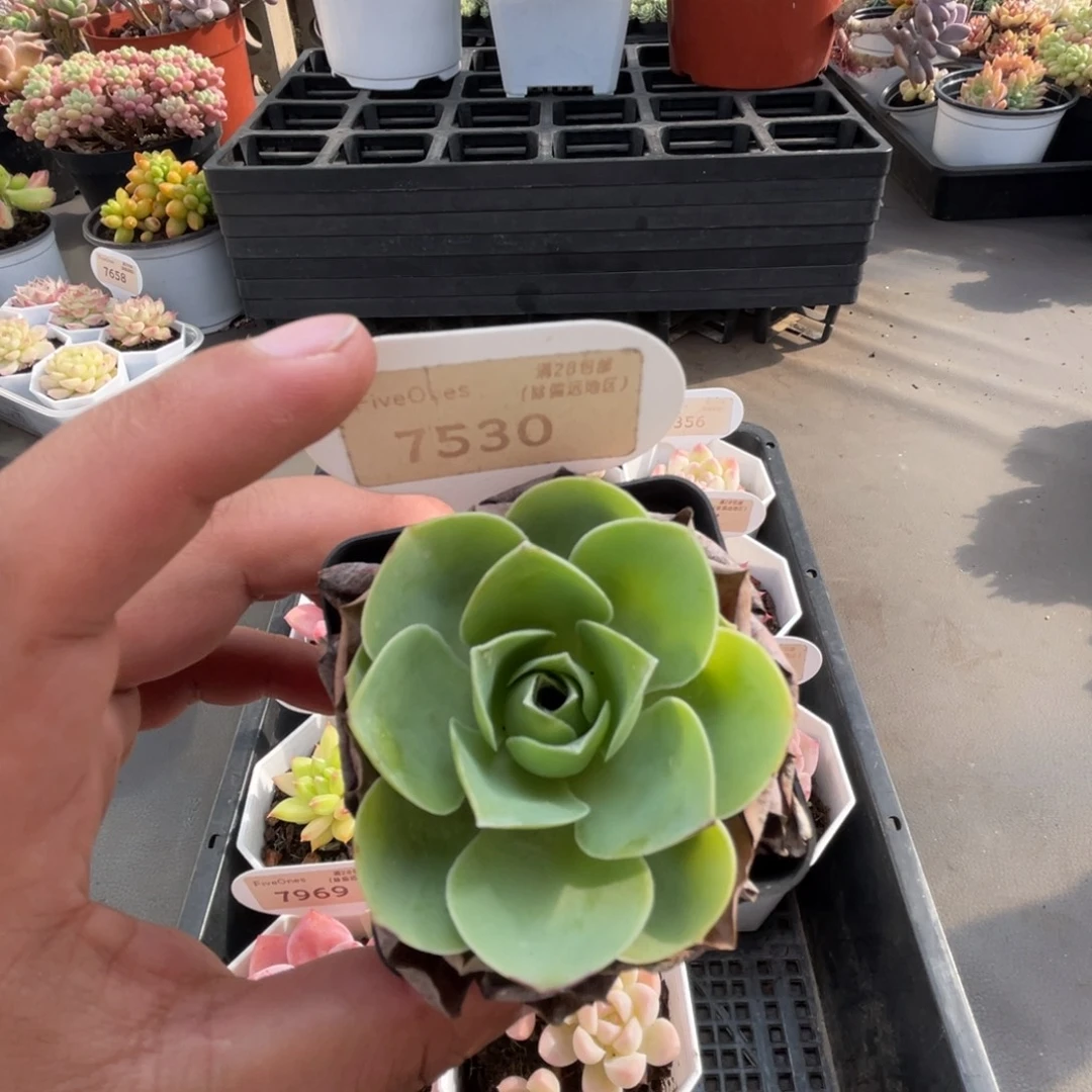 7530鸡蛋玫瑰 4.5厘米