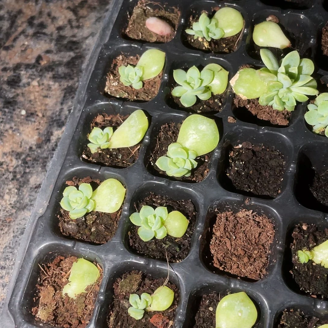 云间中苗穴一个满25包邮