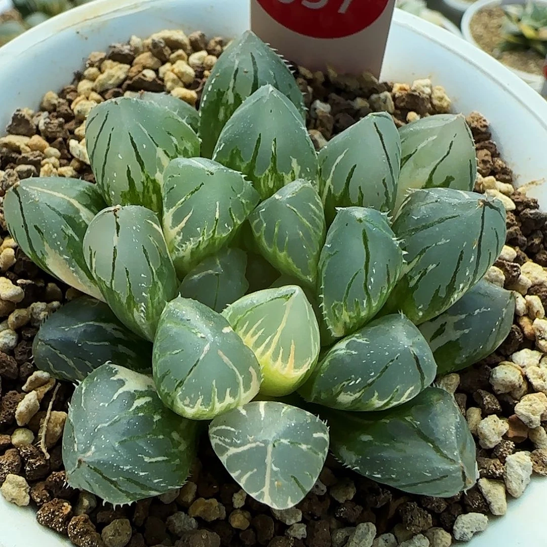 657号实生玉露锦一物一拍带盆土