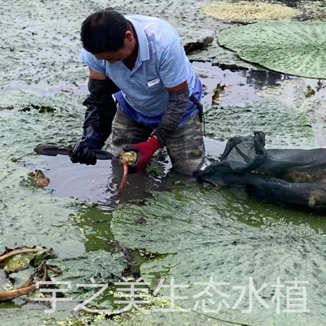 高产芡实种籽鸡头米鸡头果种子苏芡欠实苗茨实鸡头莲梗杂交大颗粒