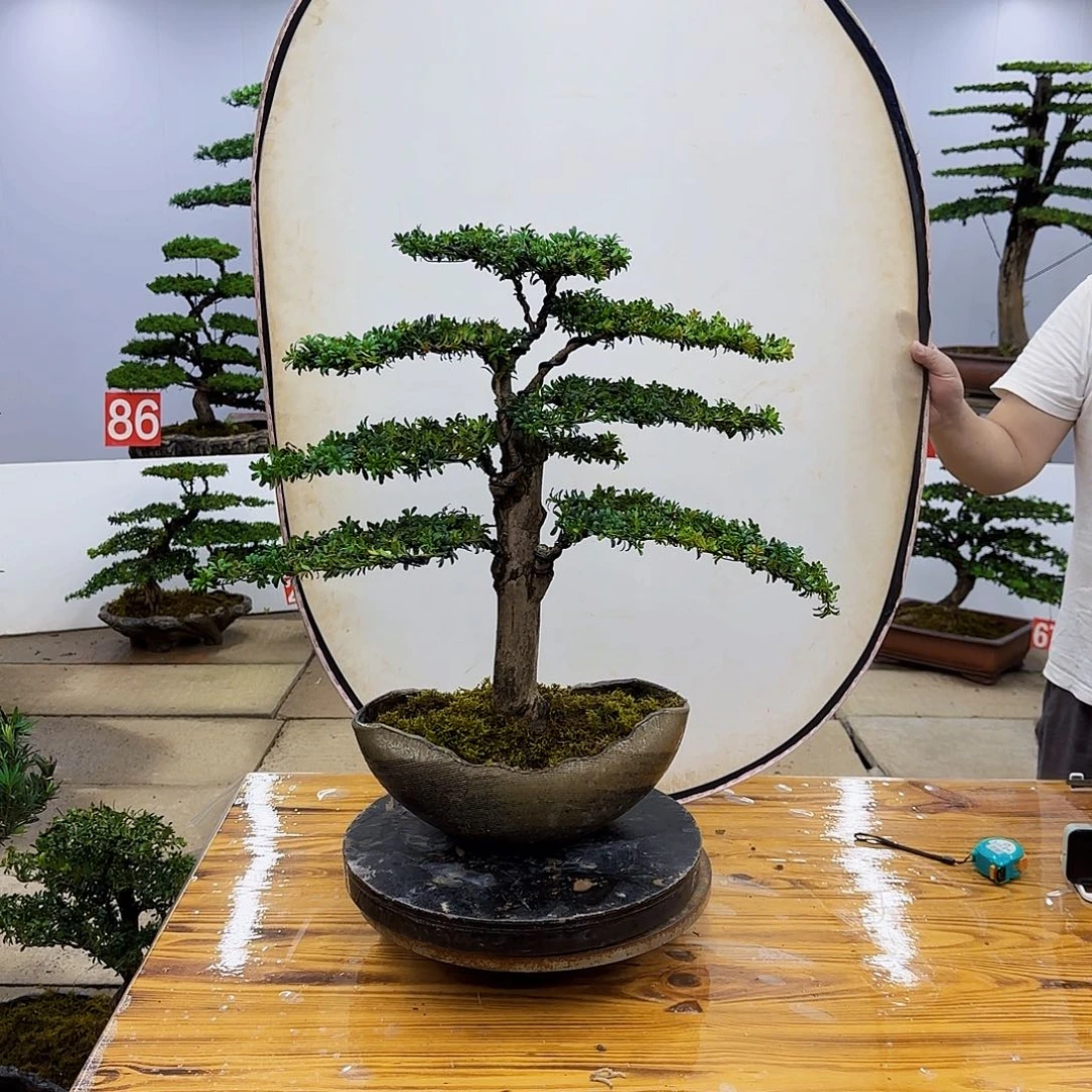 无花朵盆景直播间一物一拍