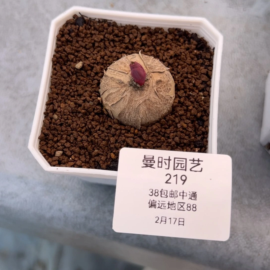 大**头219号玫瑰大戟2.17多肉