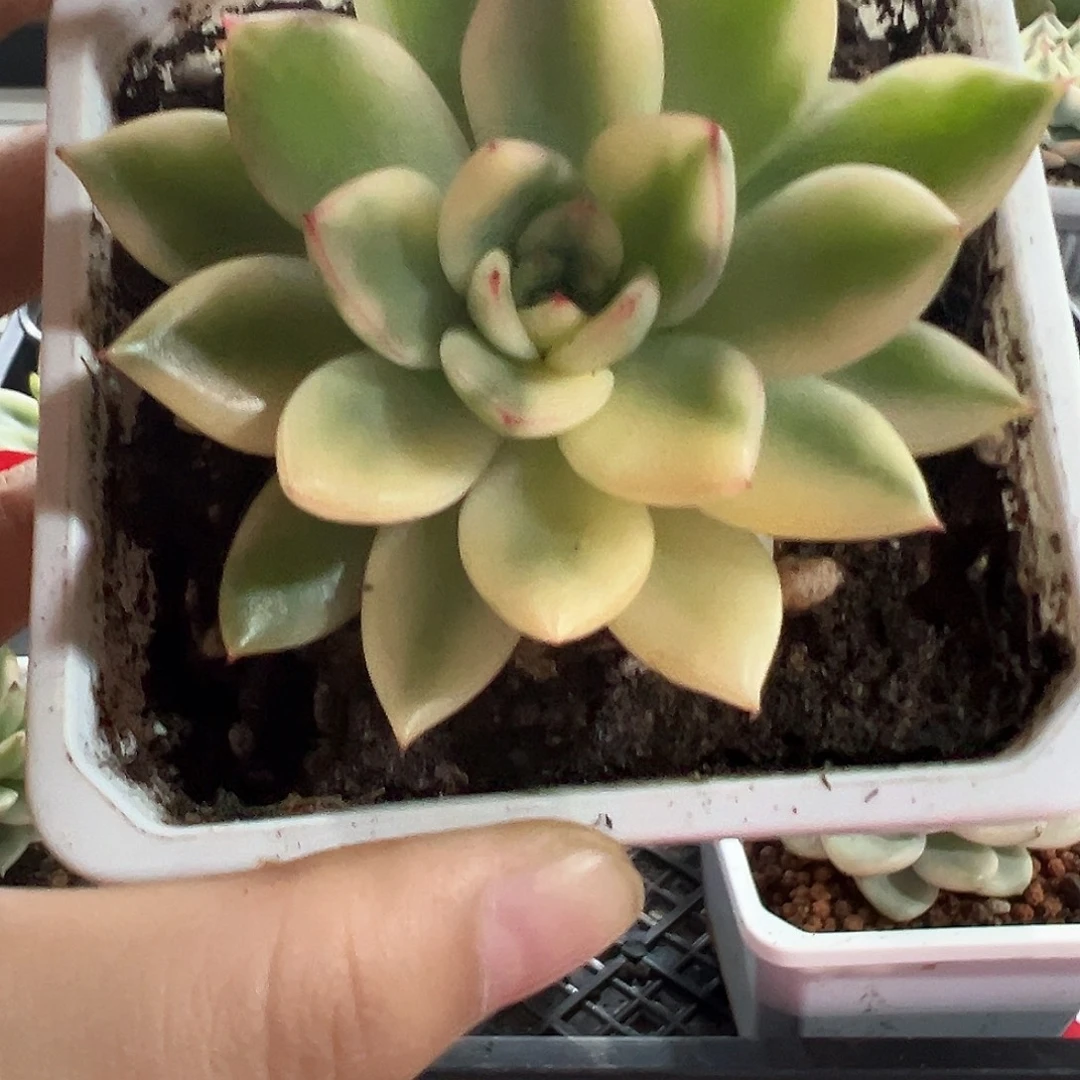 58号阿诗娜锦多肉植物