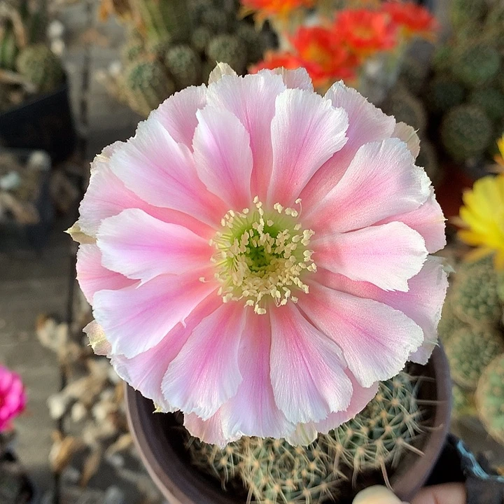 995 侧芽自根丽花8厘米盆