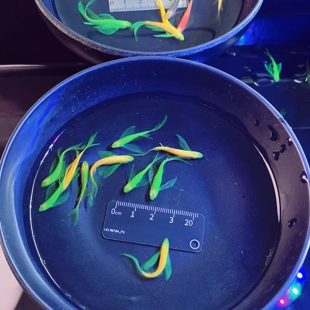 斑马鱼蝶翼斑马6翡中➕种鱼龙4个